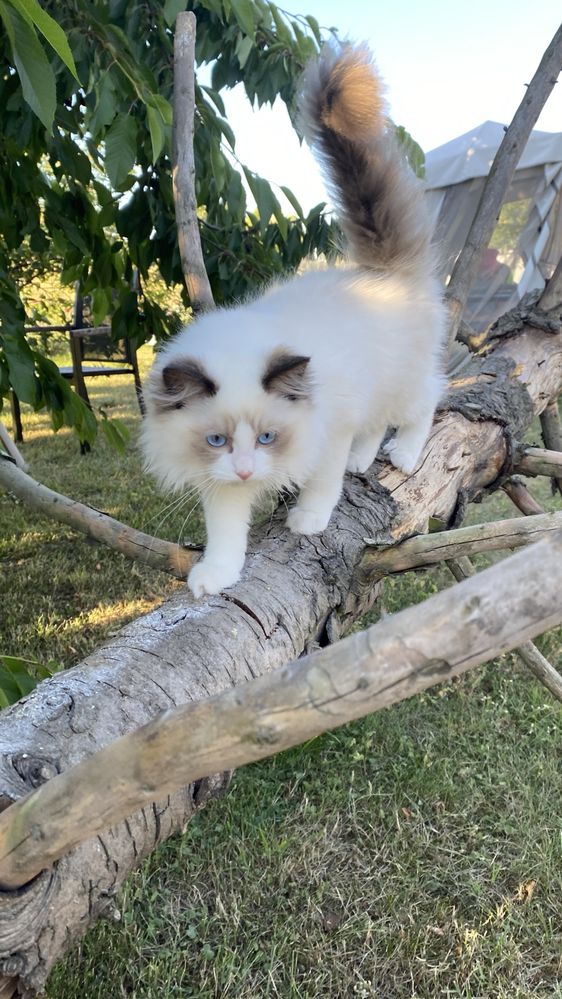 Ragdoll kot kocur FPL  gotowy do przeprowadzki