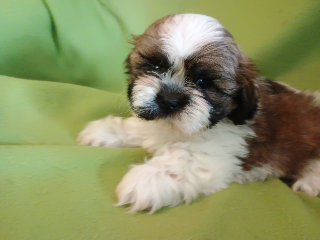 Piesek Shih Tzu chłopiec