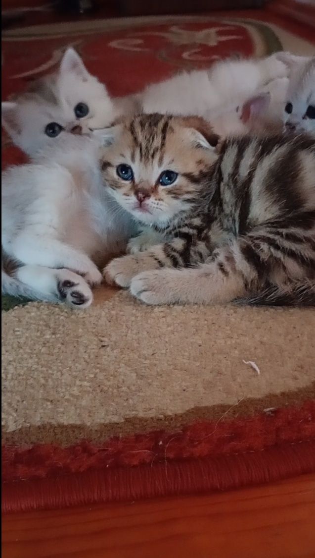 Скотіш фолд хлопчик таббі
