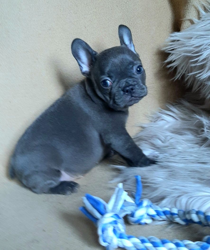 Buldog francuski szczeniak blue