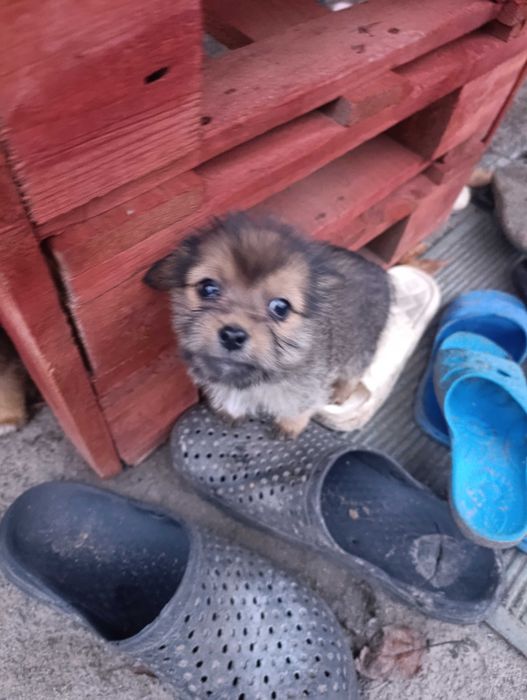 Віддам цуциків в добрі руки