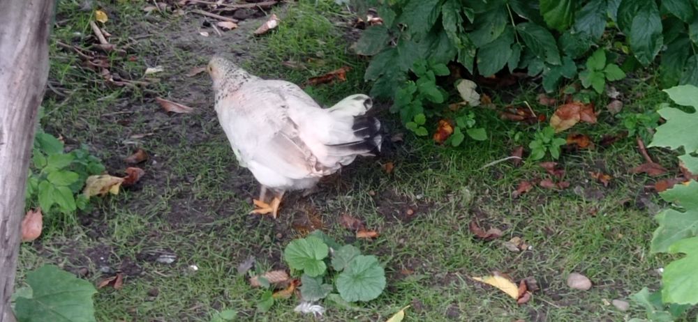 Perlik,fenix,biegus sprzedam lub zamienię