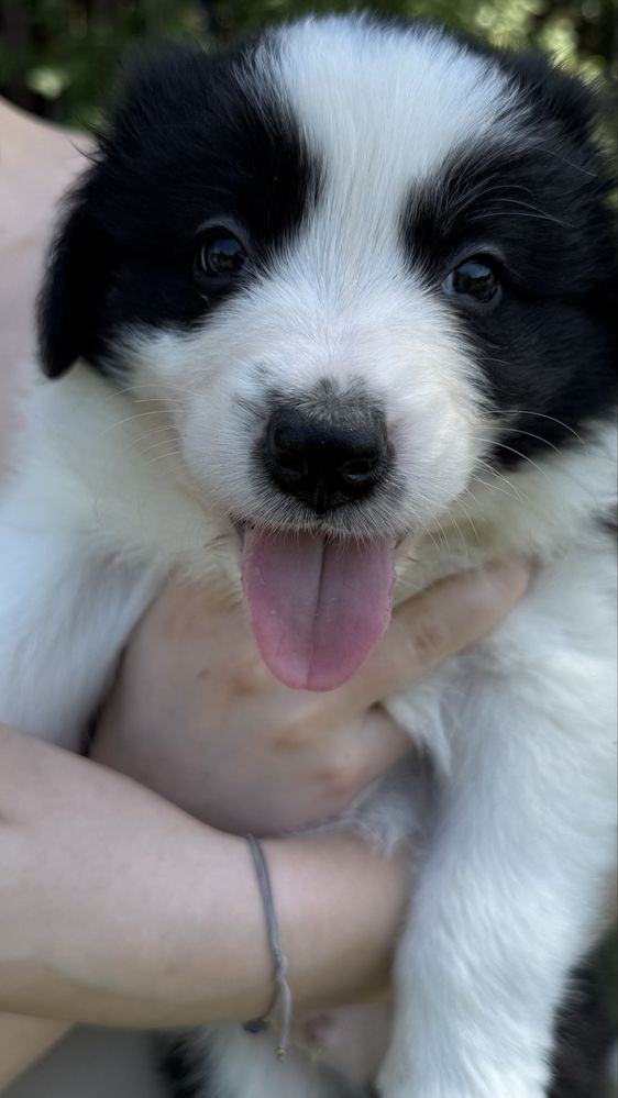Border Collie - Leśna Polana