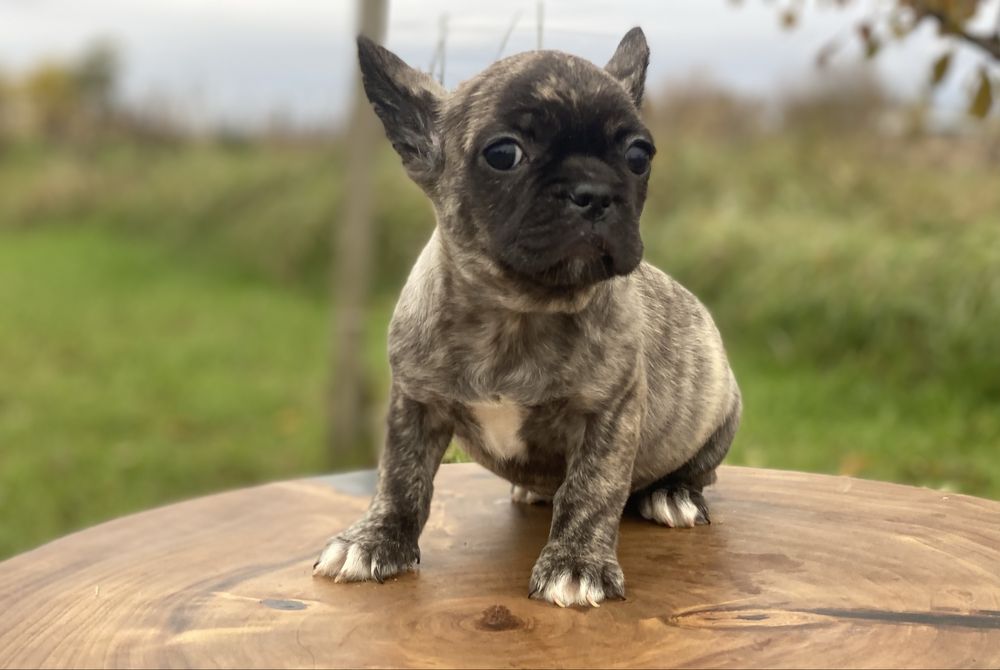 Французькі дівчатка