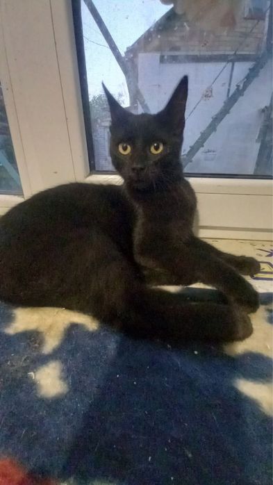 Киця, кошка, котики, котенята, котеня, котёнок, котята