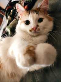 Триколірна кішка у добрі руки