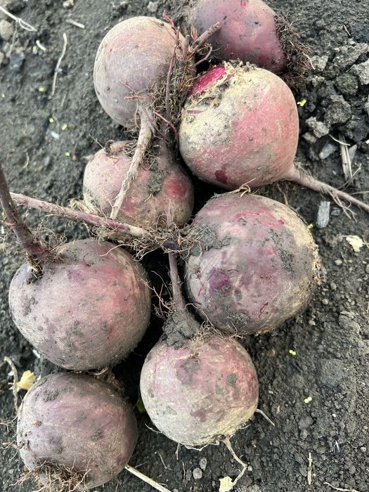 Буряк червоний круглий