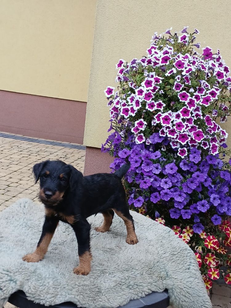 Terrier niemiecki piesek