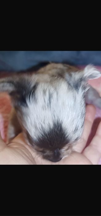 Чихуахуа Мерлюшный мини