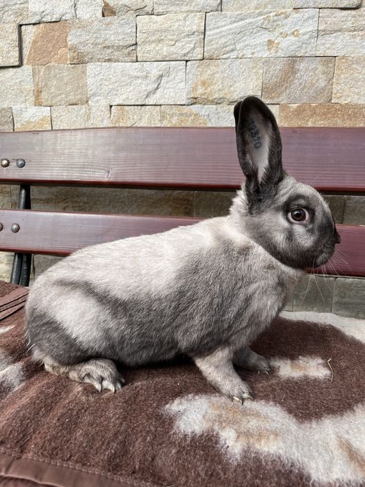 kroliki sallander samce/samice