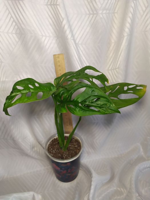 Монстера адансона, манки, эпипремнум Себу Блю,