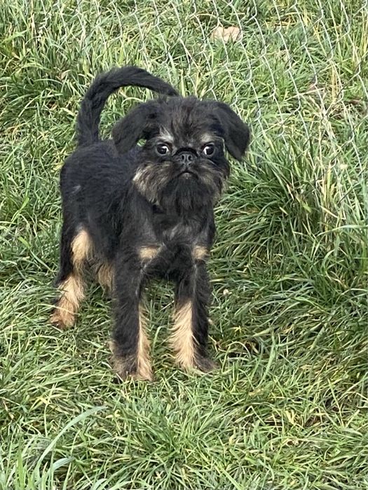 Бельгійський гріффон КСУ