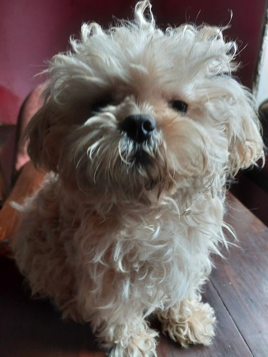 Мальтипу Ф2. Сучка 1,5 года.