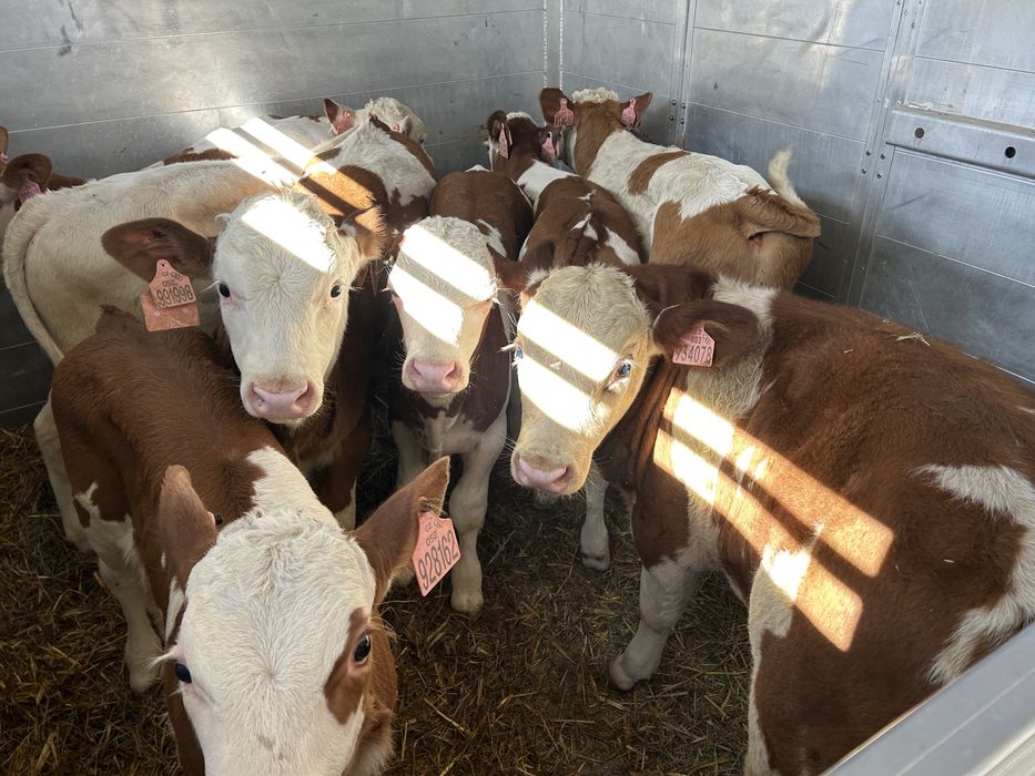 Byczki Simental Cielęta Cielaki