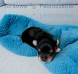 niezwykła suczka Yorkshire Terrier