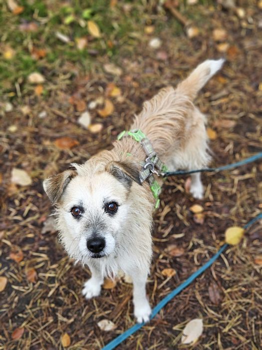 Jasio – spokojny, szorstkowłosy piesek. Adopcja