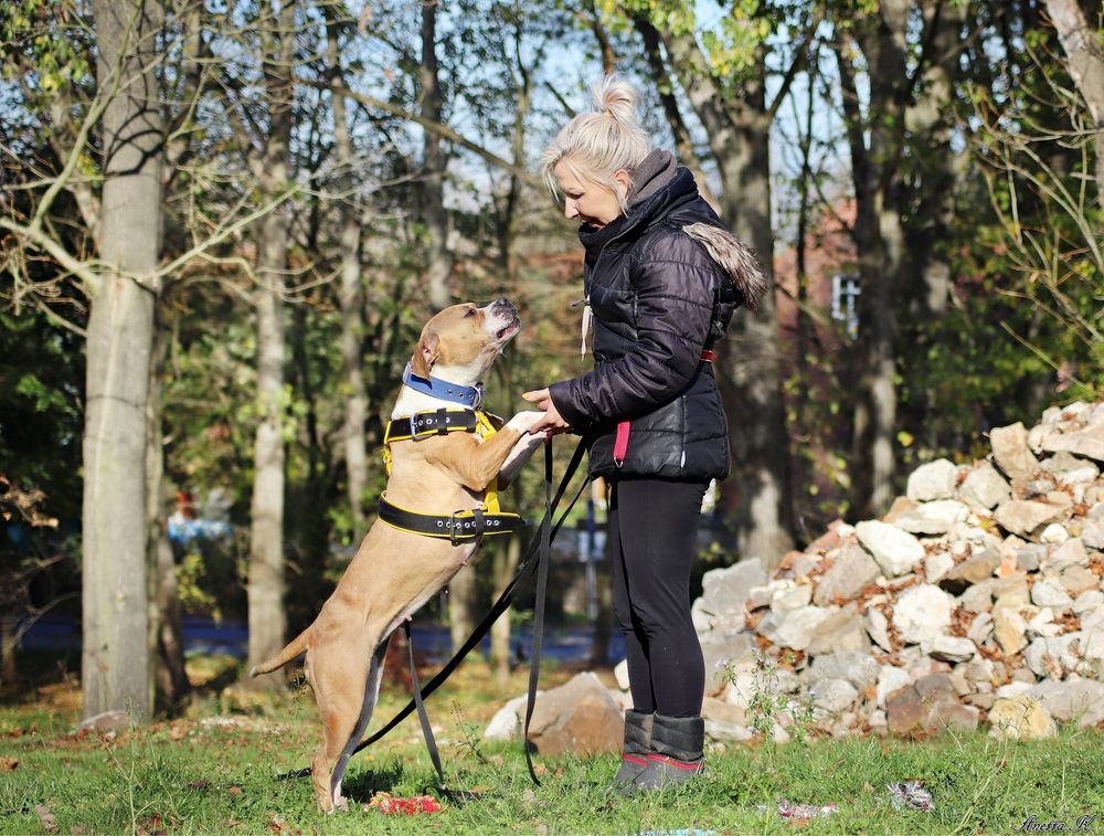 Ginger- kochany pitbull po przejsciach czeka na dom