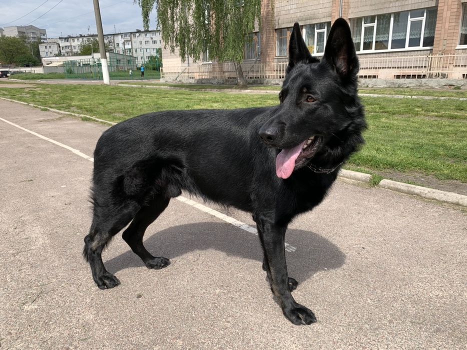 Німецька вівчарка; в’язка