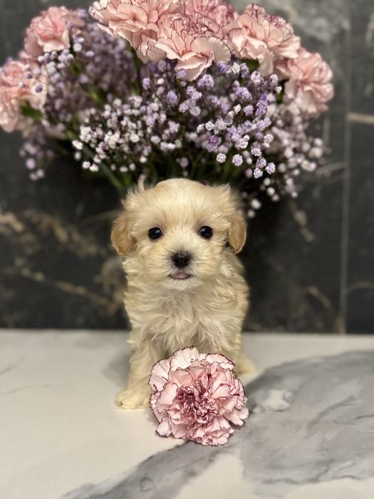 Золотистий хлопчик міні мальтіпу ф1 в Луцьку