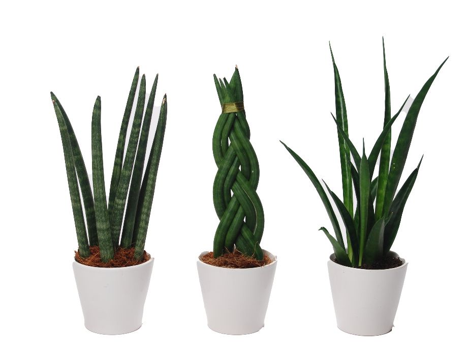 Sansevieria cylindrica 'Twist' WARKOCZ + OZDOBNA DONICZKA 30CM