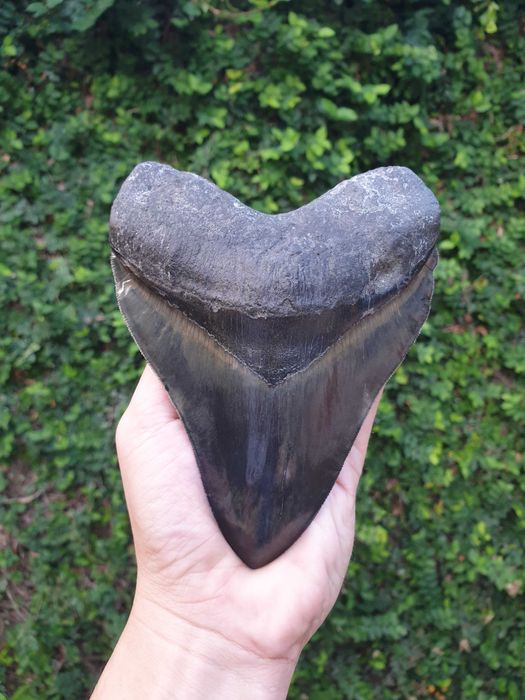 Dente fossil de megalodon, 5.86", 14.9 cm