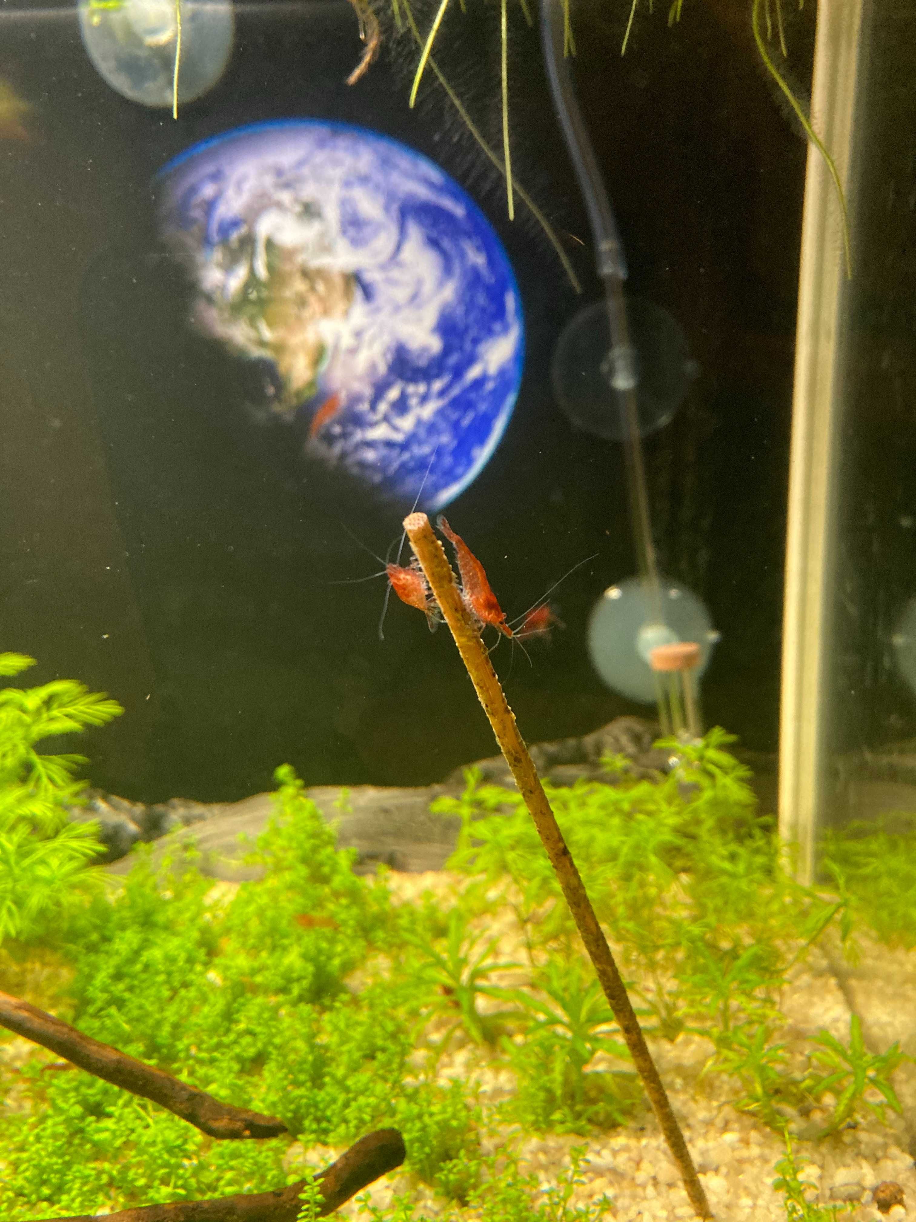 Krewetki Bloody Mary Neocaridina