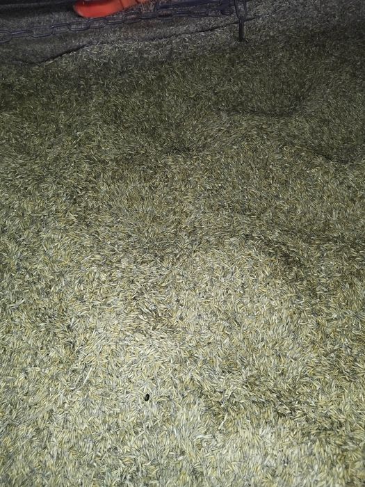 Sprzedam tegoroczny owies