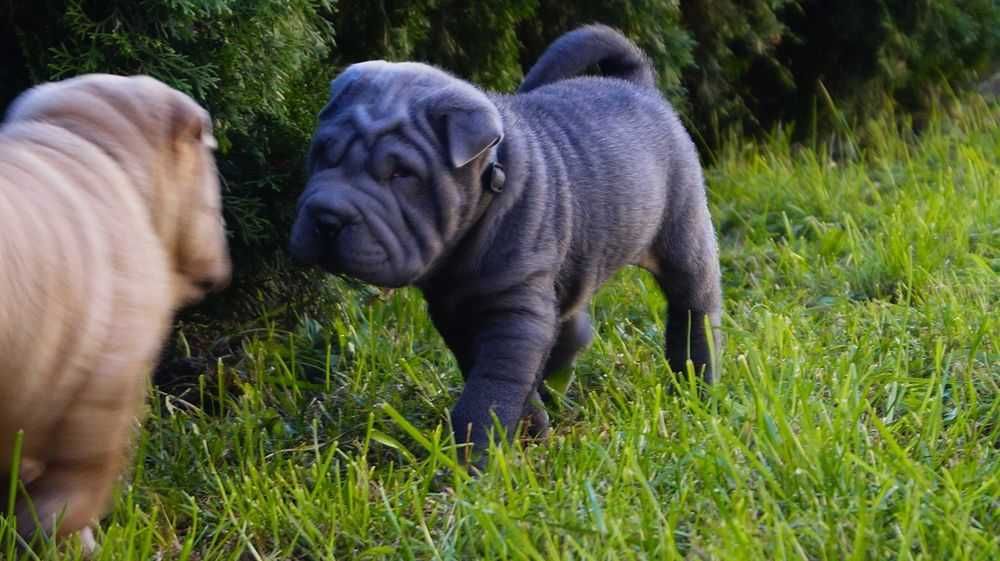 Enzo Piekny Szczeniak Shar Pei z rodowodem,  rodzice importowani FCI.