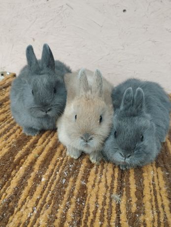 Продам Нідерландських кроликів