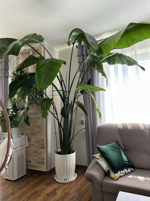 Strelicja nicolai gigantyczna