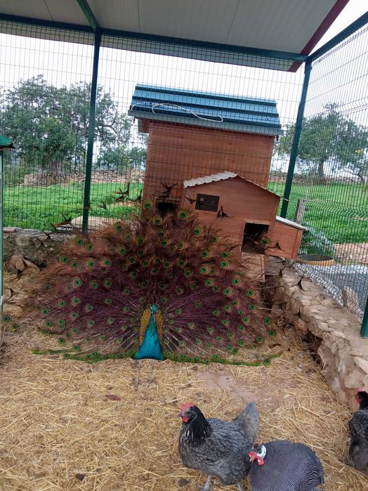 Pavões Reais com menos de ano