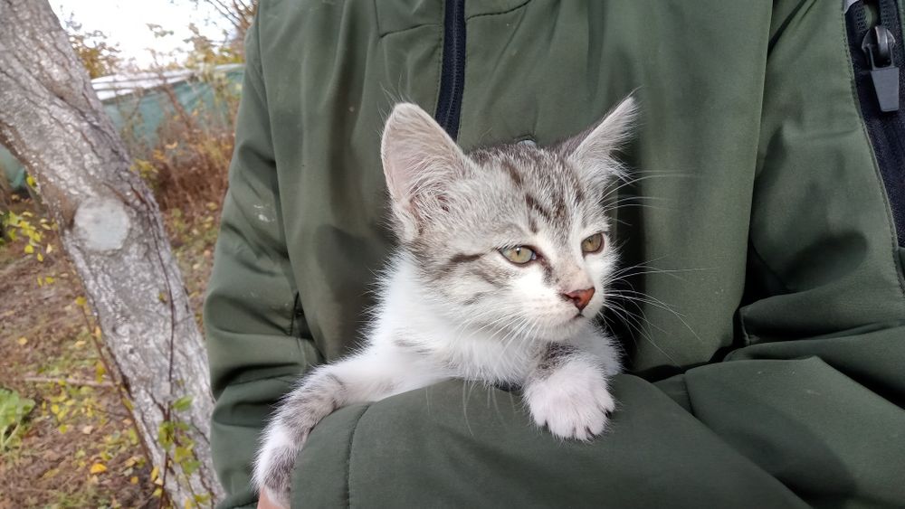 Кошеня в добрі руки