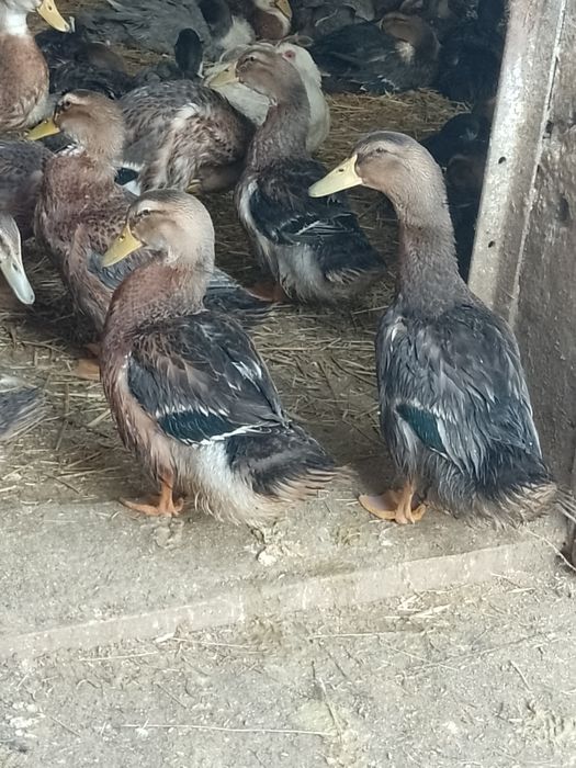 Kaczory i kaczki piżmowe, biegus indyjski,staropolskie