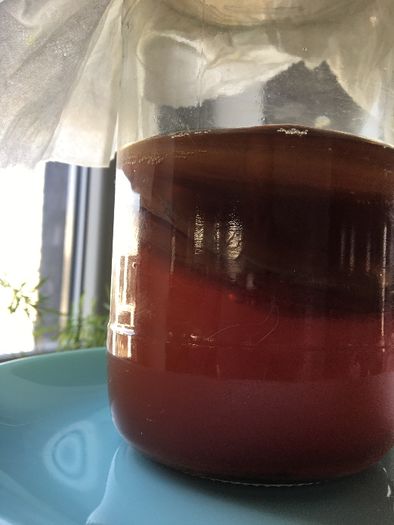 Kombucha kombucza grzybek herbaciany superfood 4 listki SCOBY