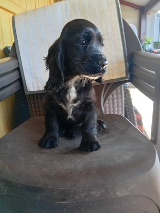 Coocker spaniel inglês