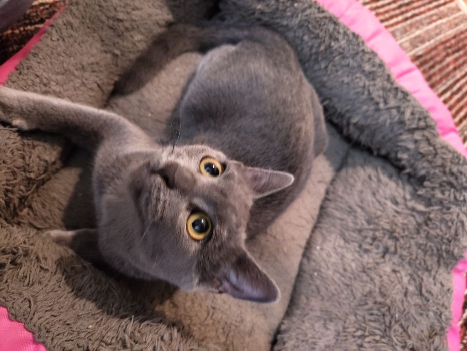 Отдам даром кота