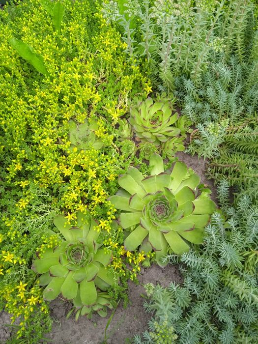 Каменная Роза.Суккулент.Молодило.Очиток.