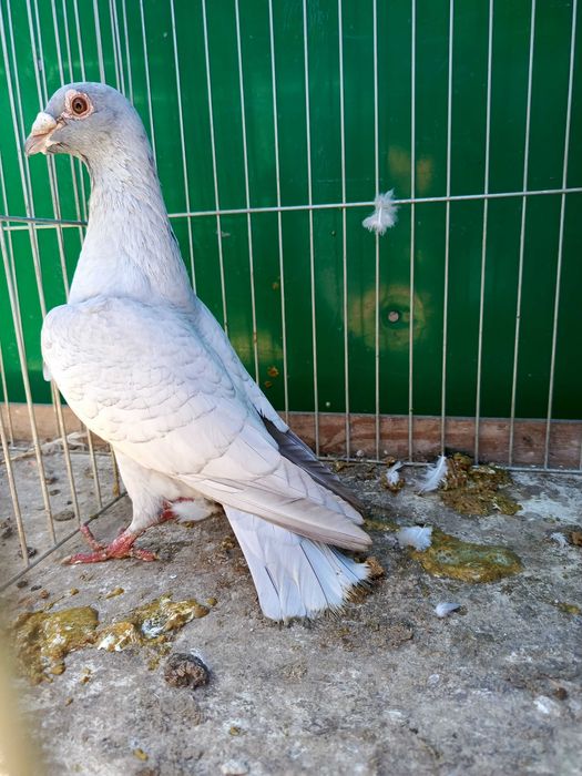 Pocztowe Reduced 1