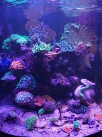 Acropora koralowce morskie