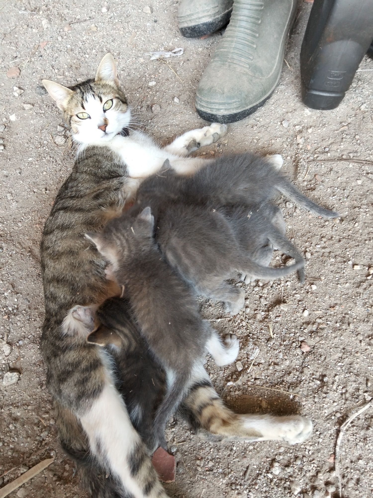 Gatinhos para Adoção