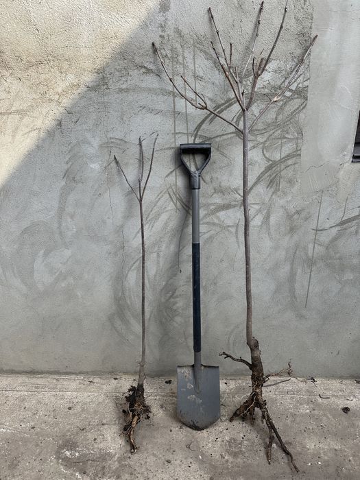 Саджанці плодових дерев