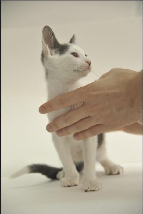 Gatinho bebé macho disponível para adoção responsável