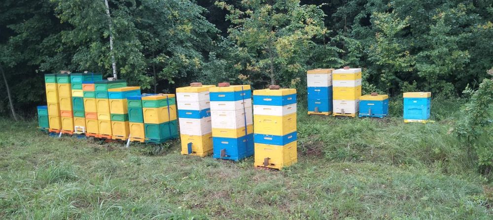 Продам свіжий мед.