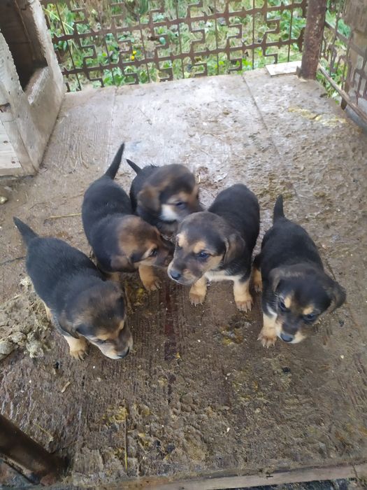 Руско гончої песики