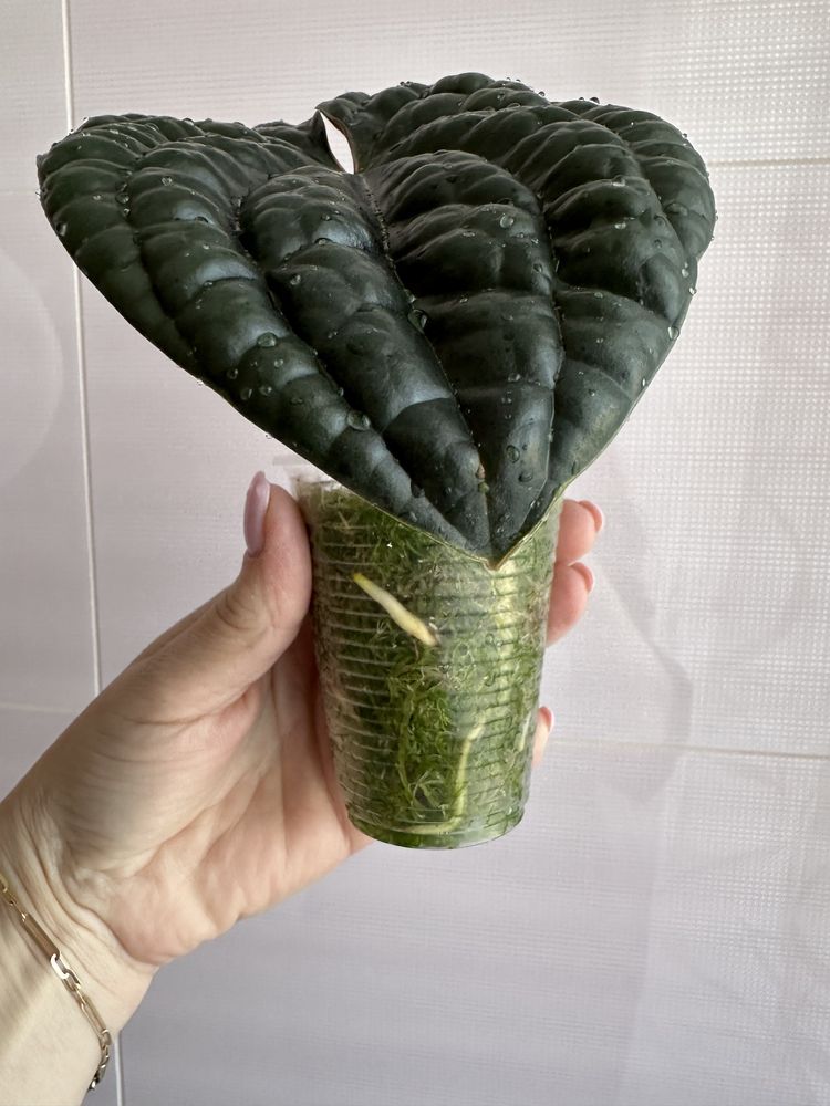 Anthurium Luxurians