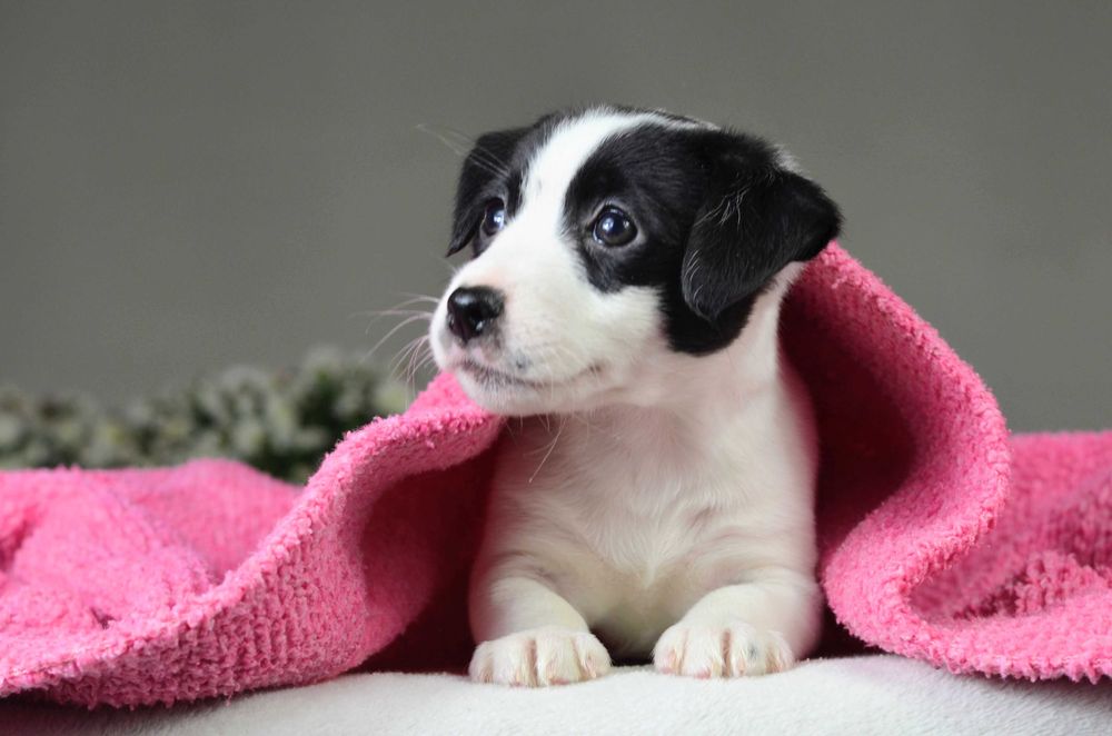 JACK RUSSELL Terrier gładkowłosa suczka niecodziennej urody ZKwP FCI
