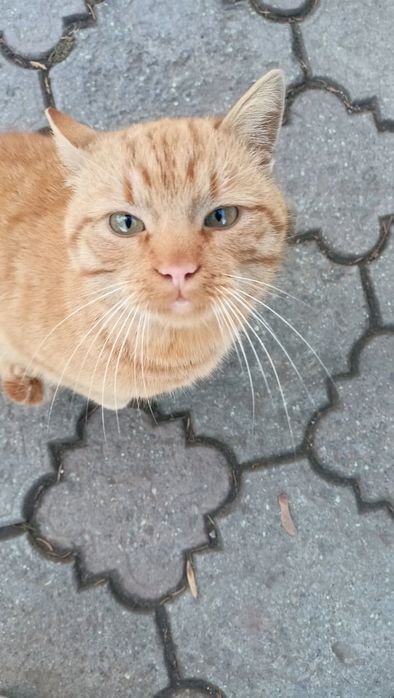 Дорослі котики в добрі руки