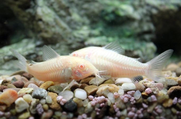 Kirysek Kirys albinos biały Corydoras aeneus
