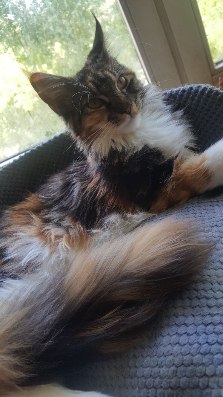 Tricolorka Maine Coon