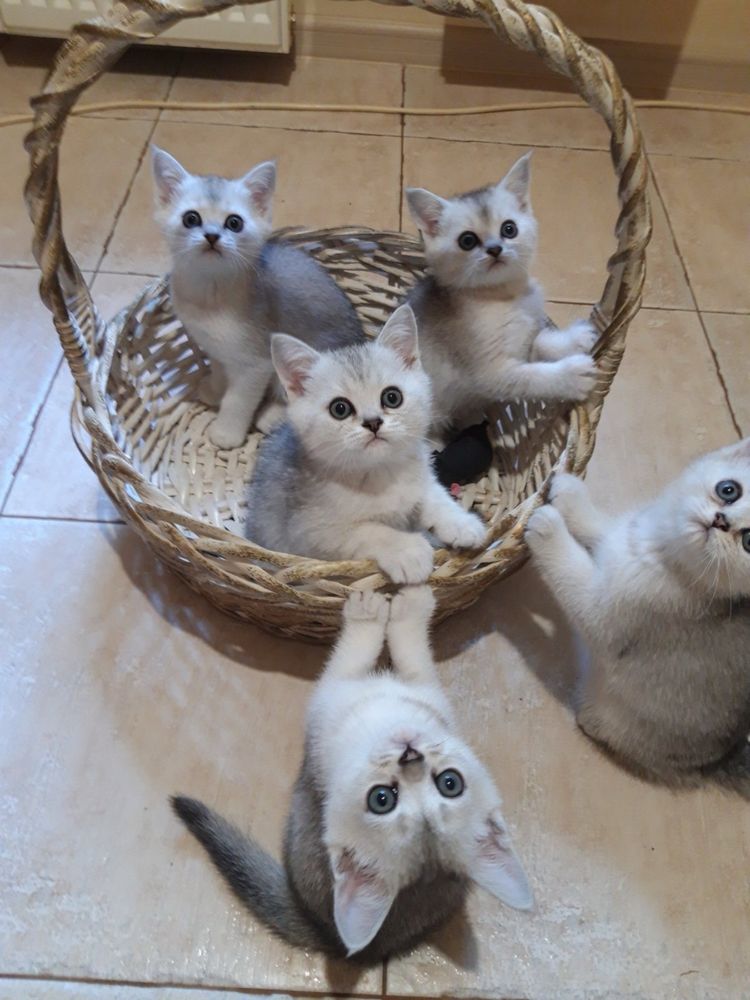 Шотландские котята